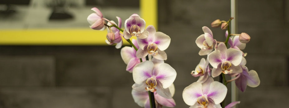 Vinaora Nivo Slider 3.x